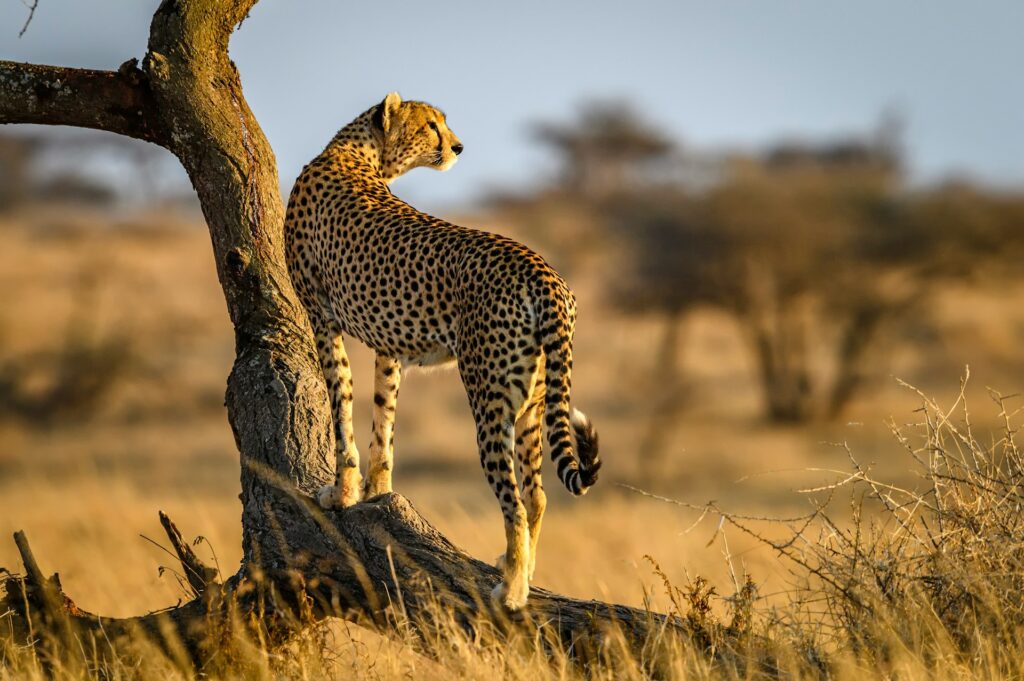 Serengeti National Park