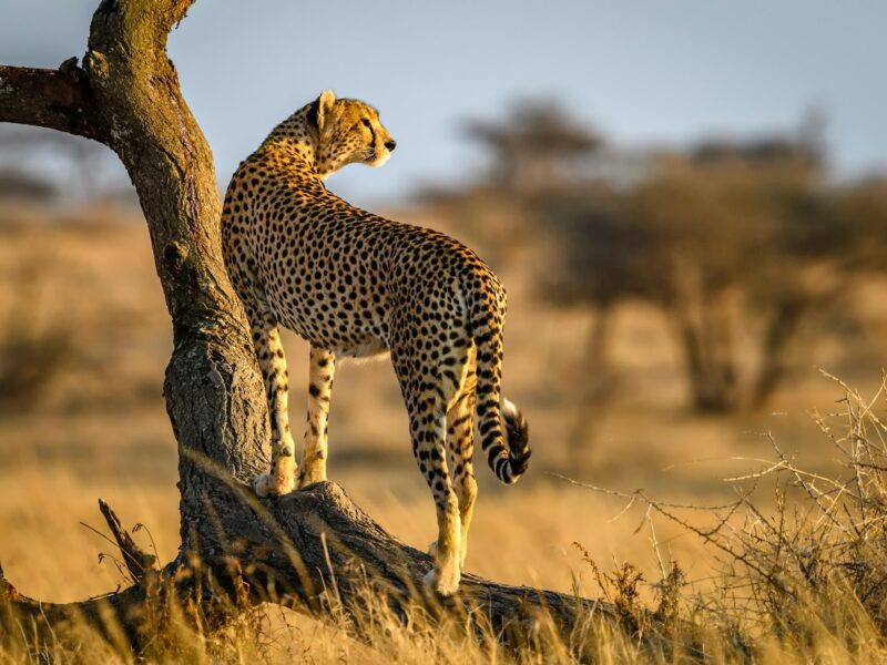 Cheetah