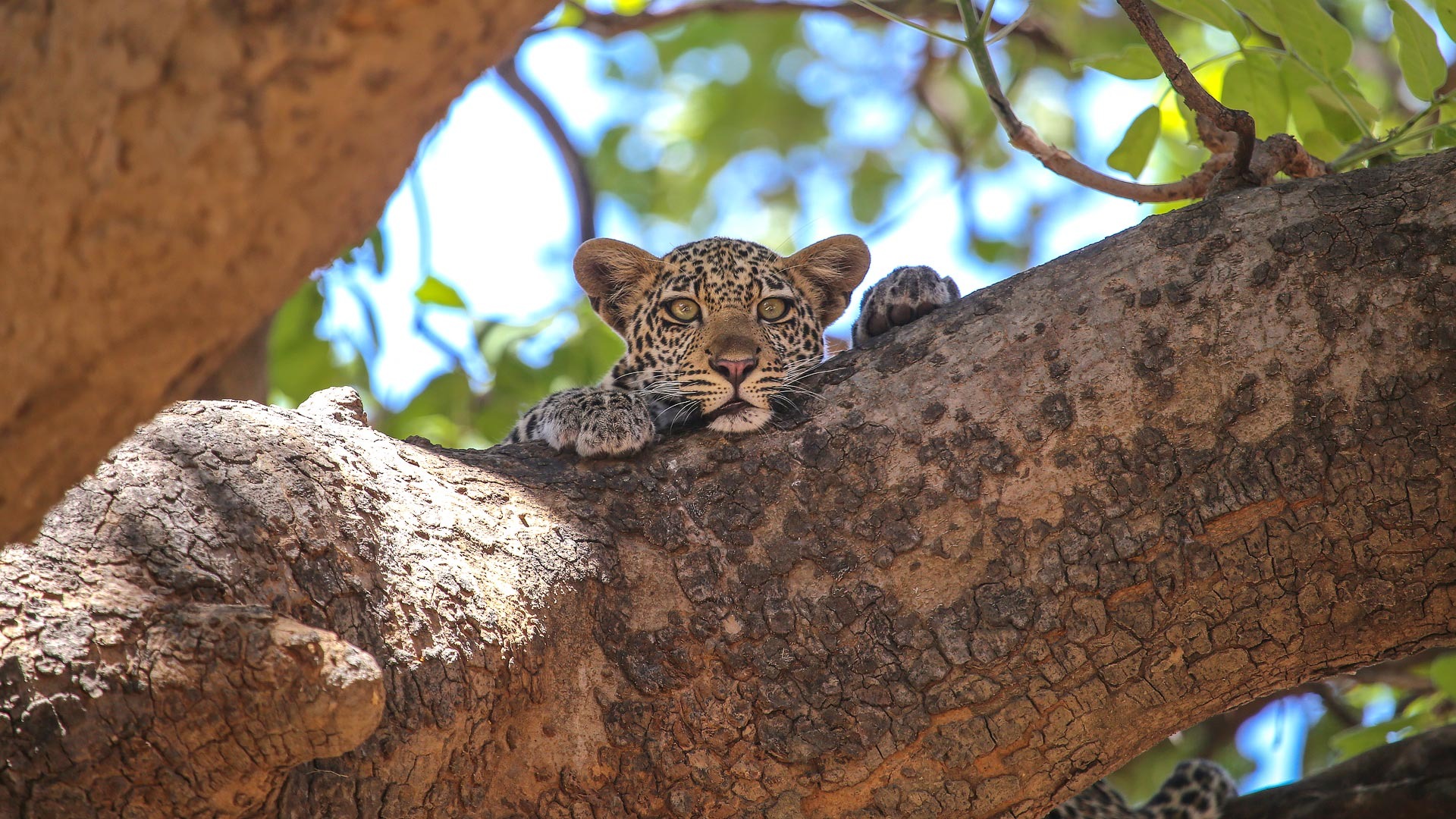 Tanzania safari landscape