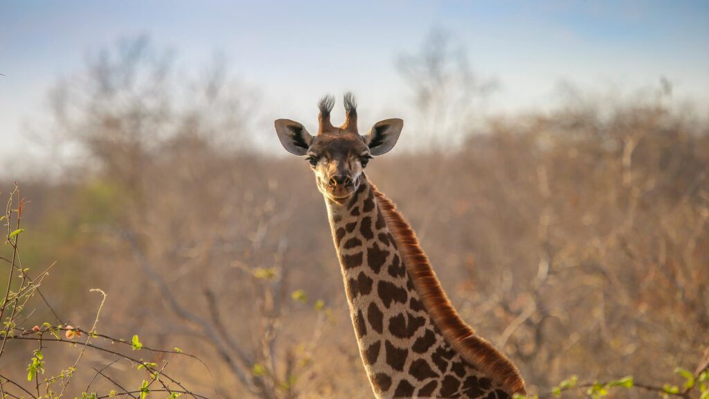 Ruaha National Park
