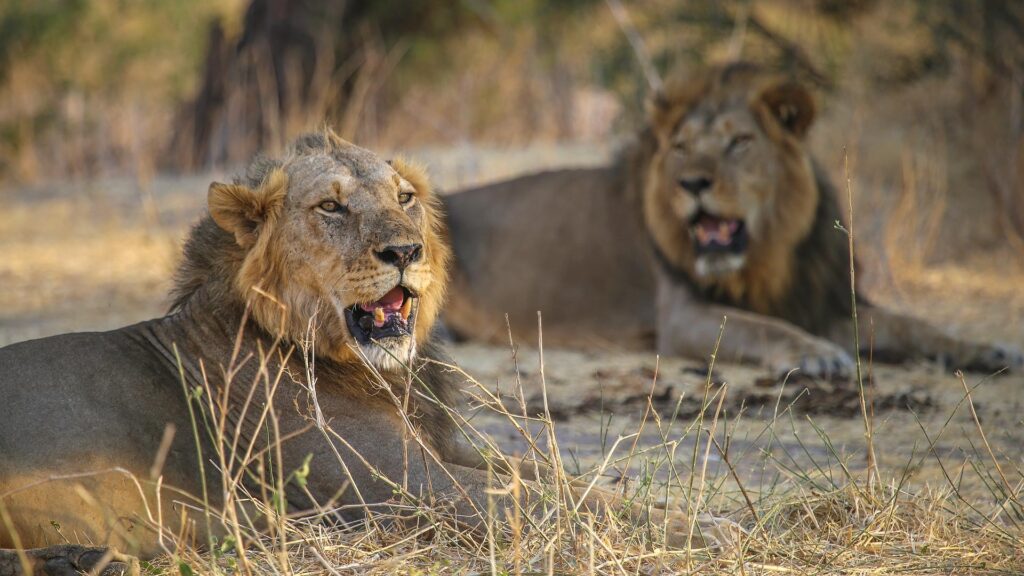 Ruaha National Park