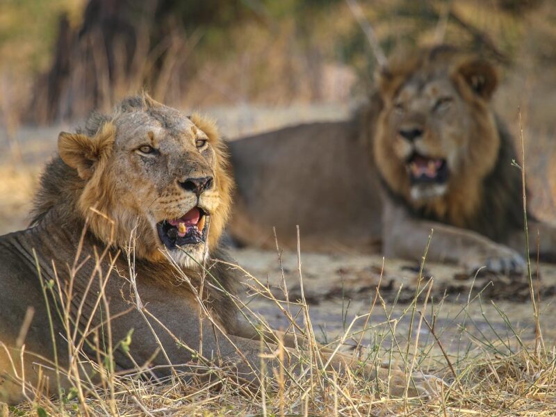 African Lion