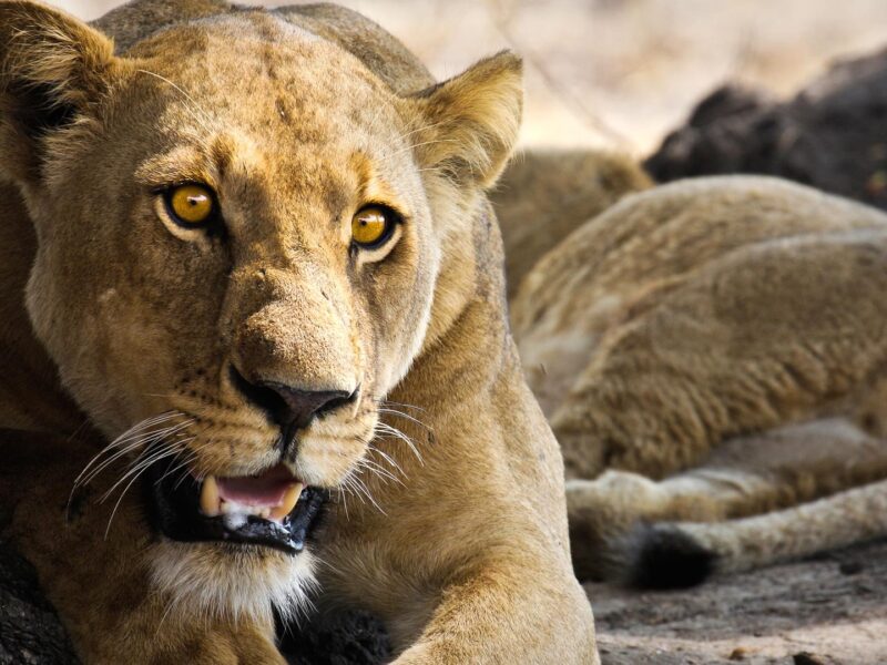 African Lion