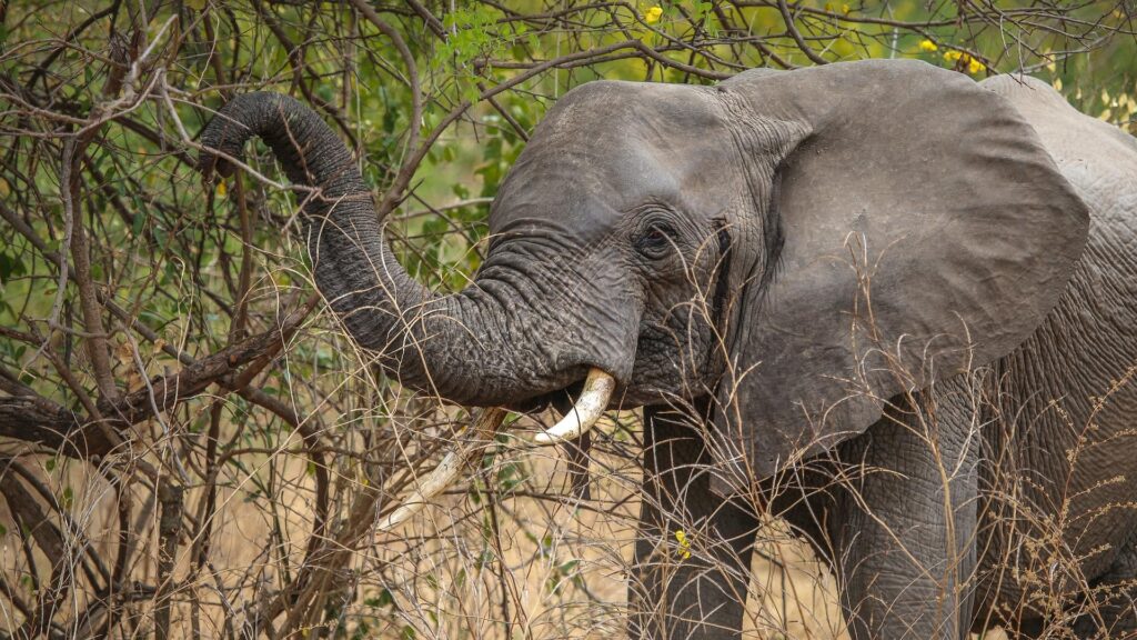 Nyerere National Park