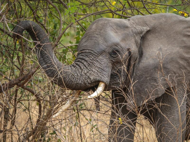 African Elephant