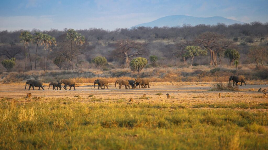 Ruaha National Park