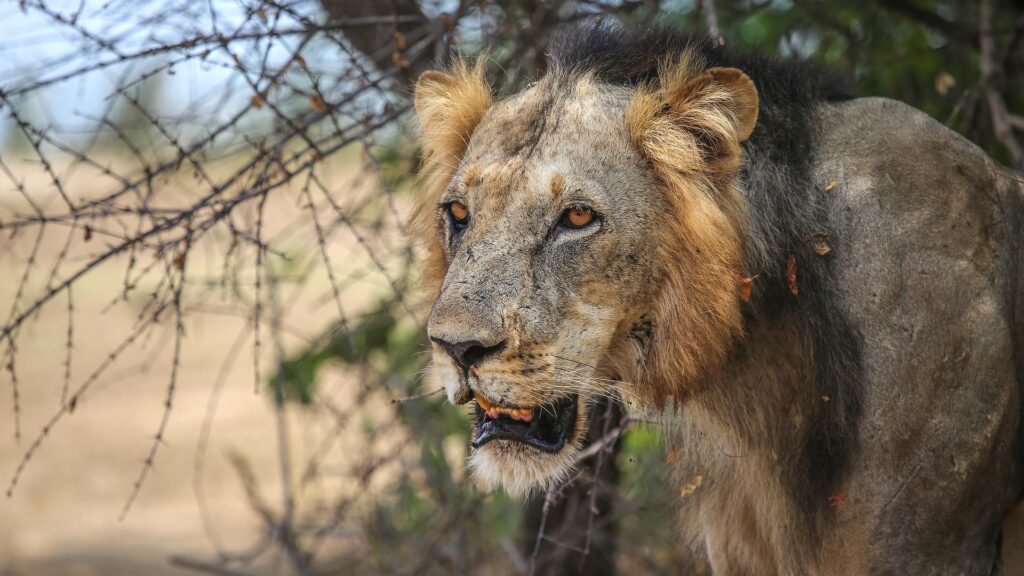 Nyerere National Park