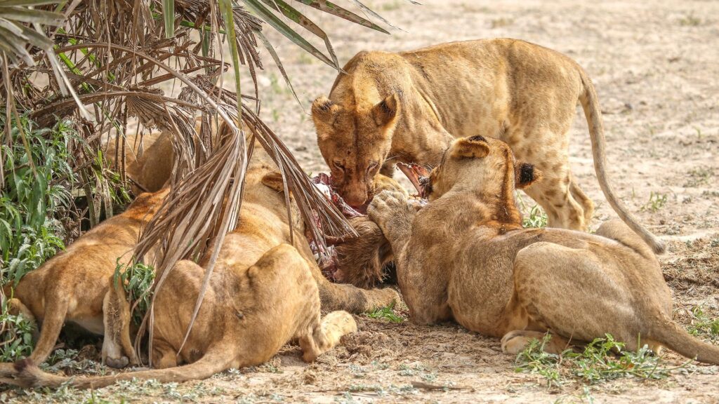 Nyerere National Park