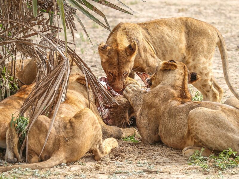African Lion