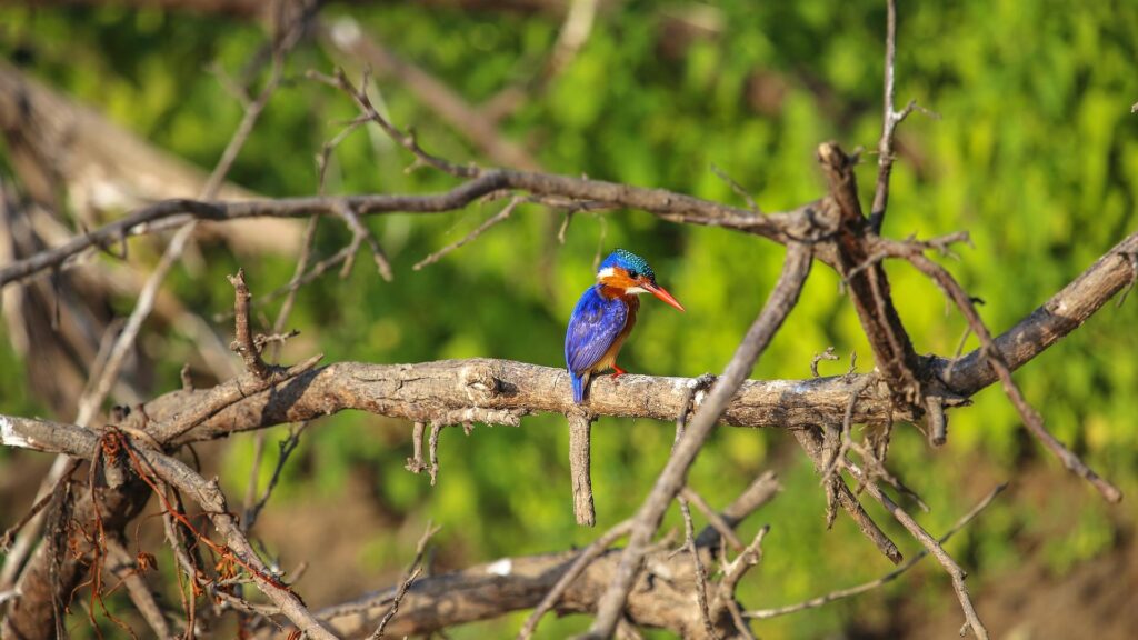 Nyerere National Park