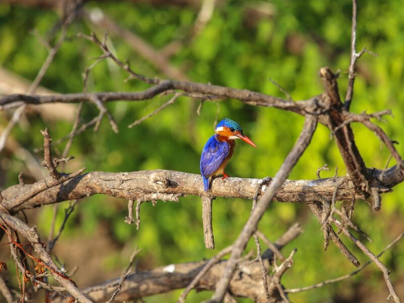Rufiji River Kingfisher