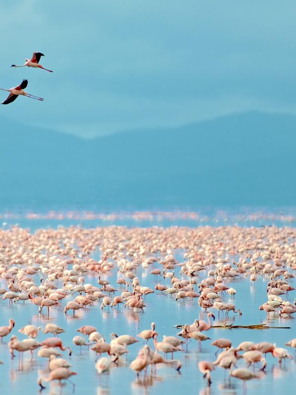 Lake Manyara National Park