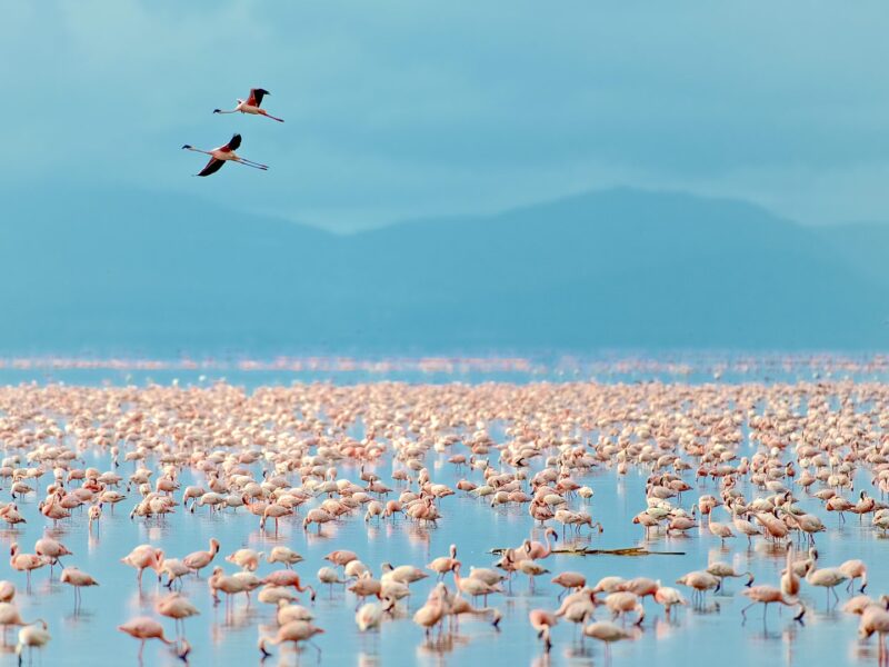 Lake Manyara National Park