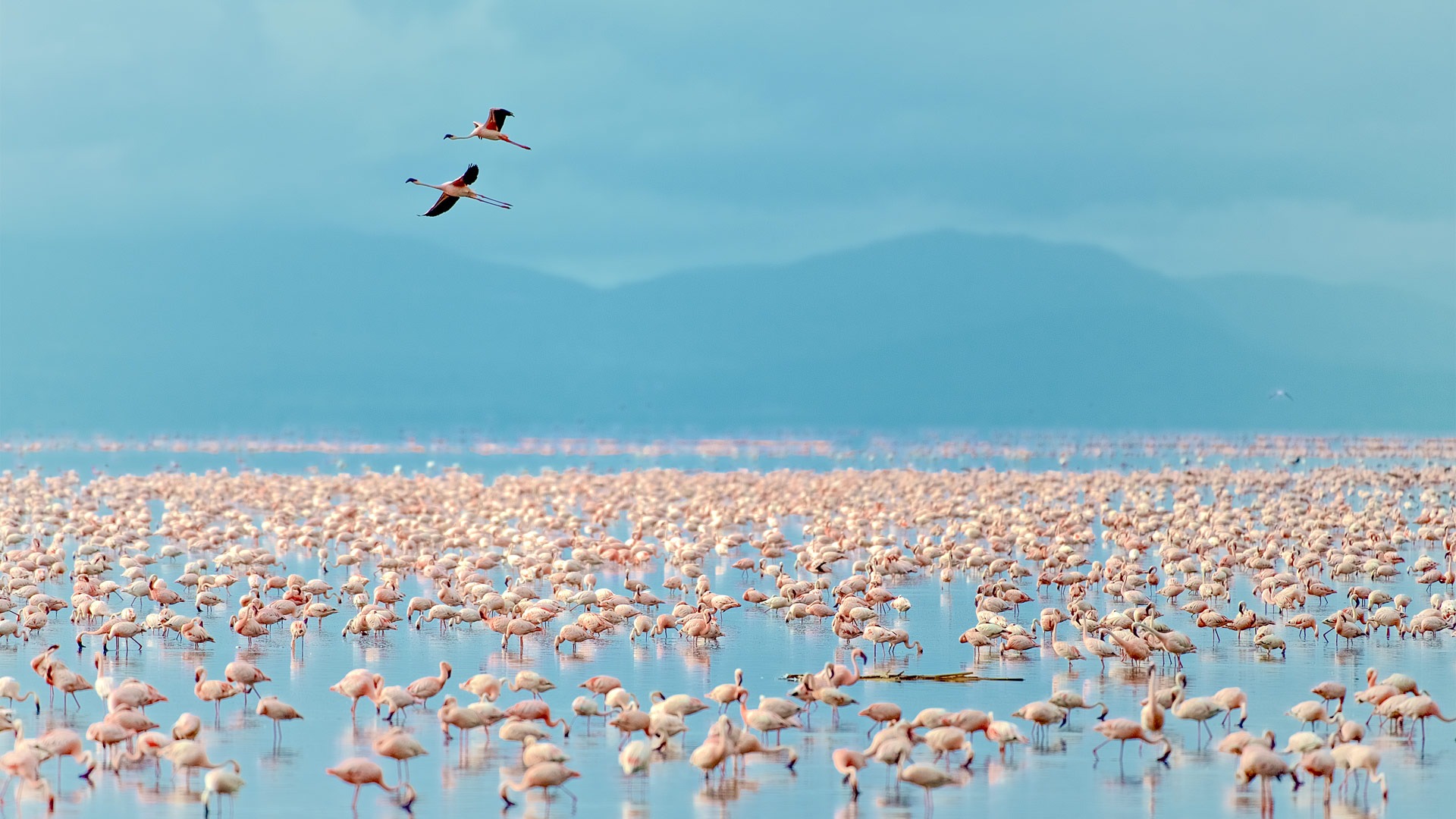 Lake Manyara National Park — Tanzania destination