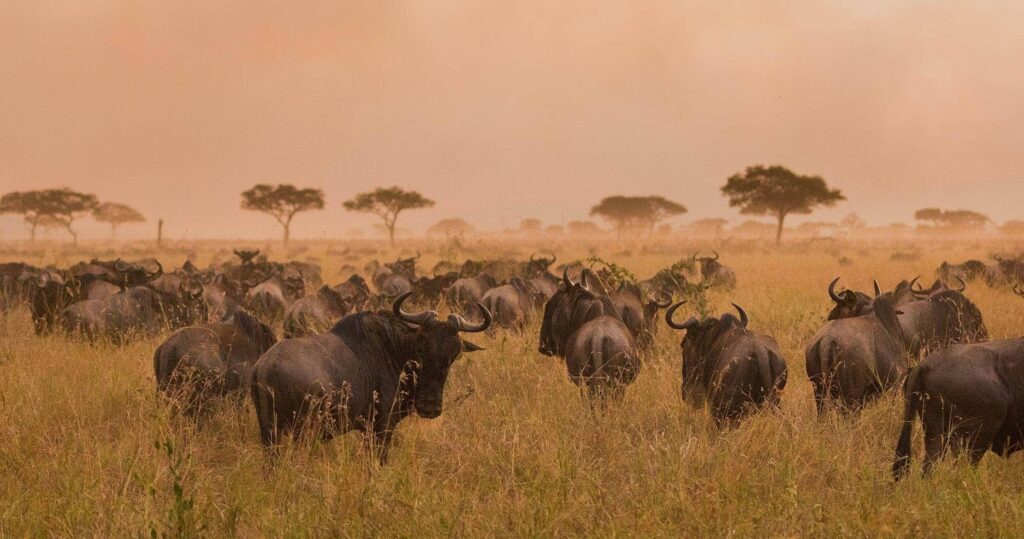 Serengeti National Park