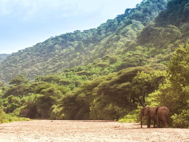 African Elephant