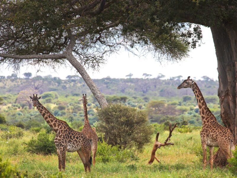 Maasai Giraffe