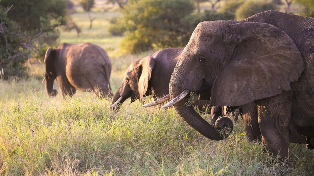 Tarangire National Park