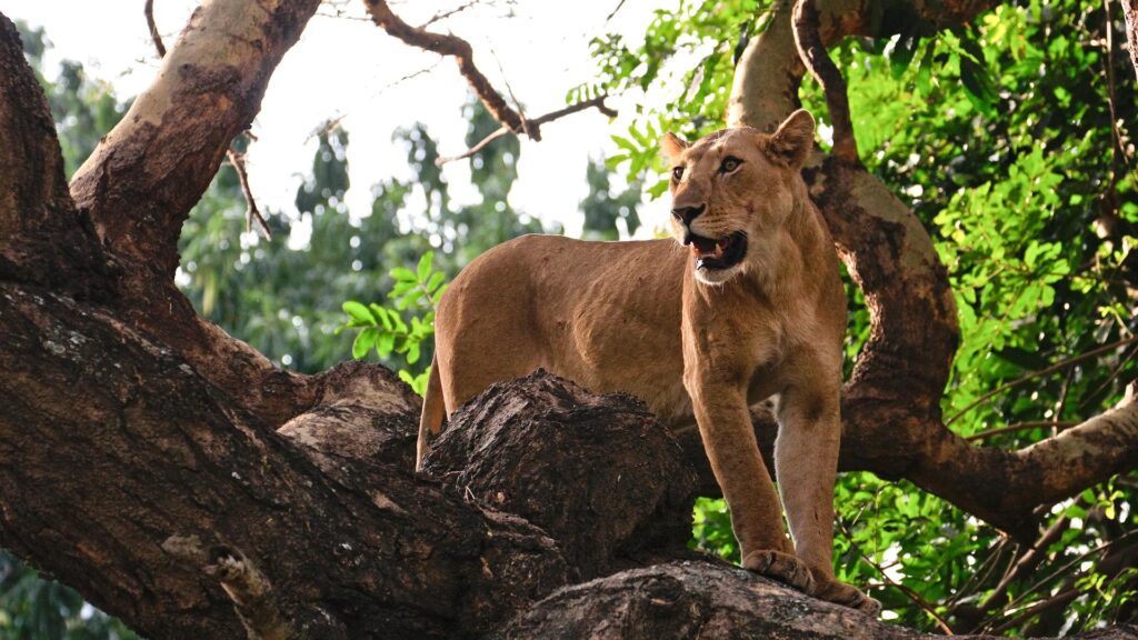 Lake Manyara National Park