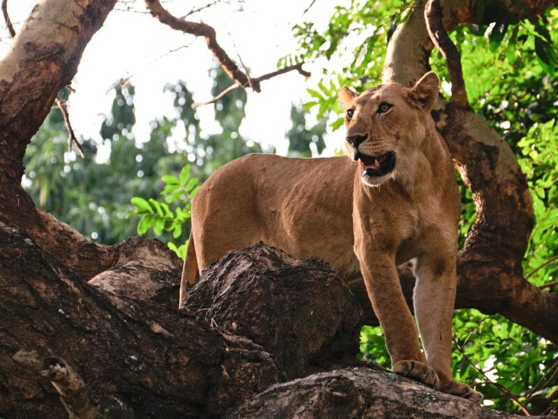 Tree-Climbing Lion
