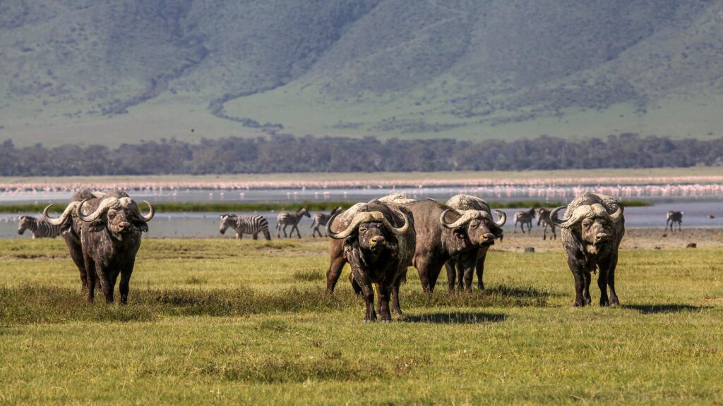 Ngorongoro Crater