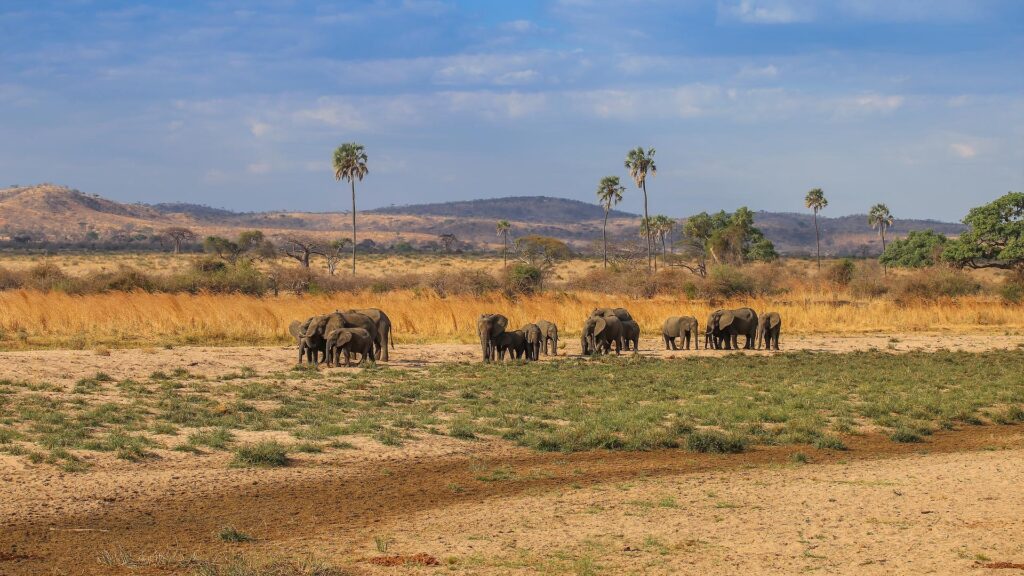 Ruaha National Park