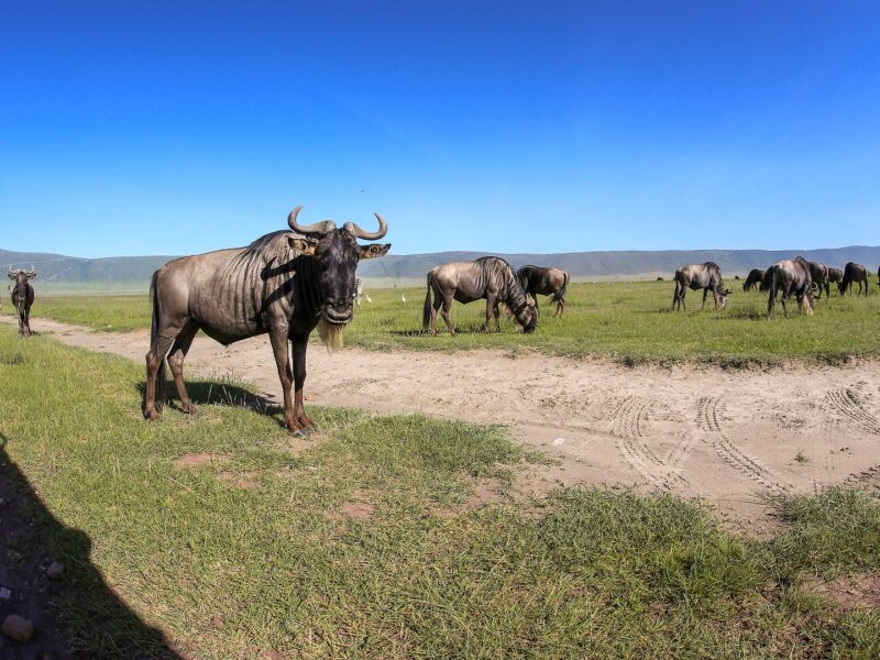 Wildebeest