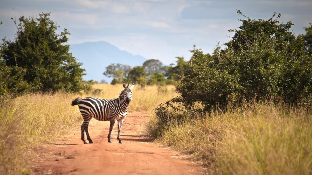 Tarangire National Park