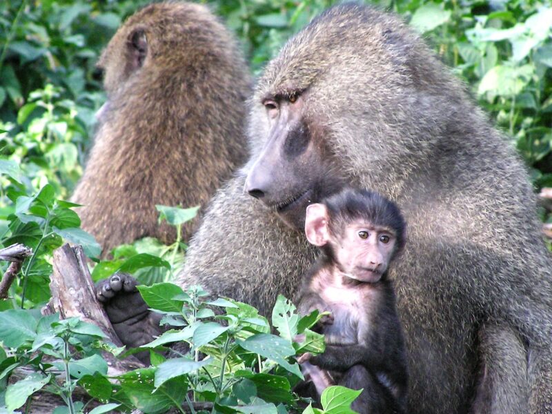 Olive Baboon