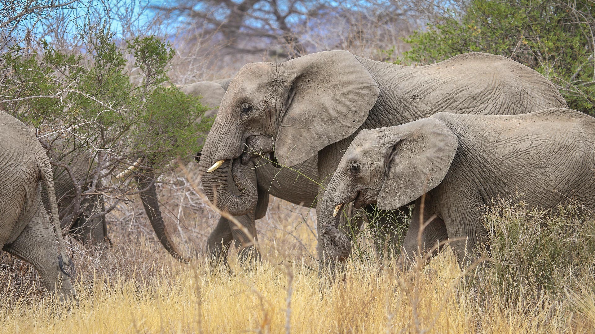 Ruaha National Park — Tanzania destination