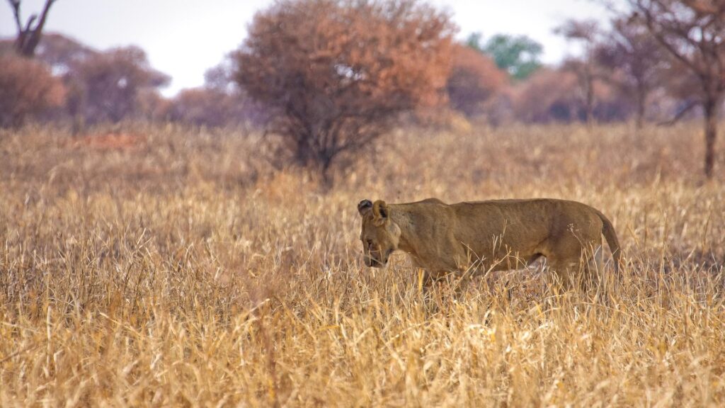 Tarangire National Park