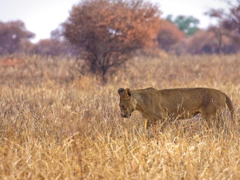 African Lion