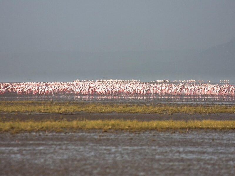 Lesser Flamingo 