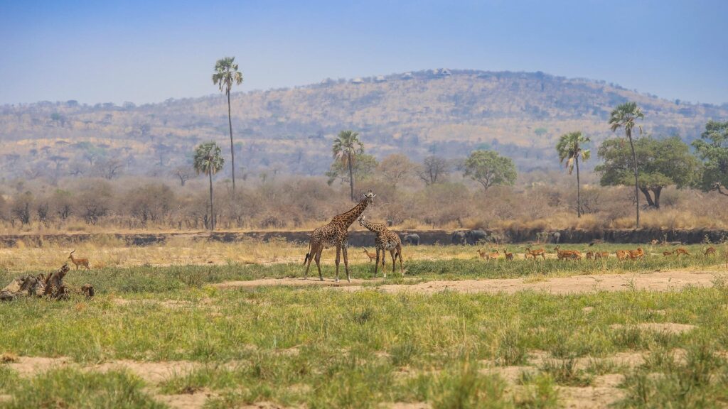 Ruaha National Park