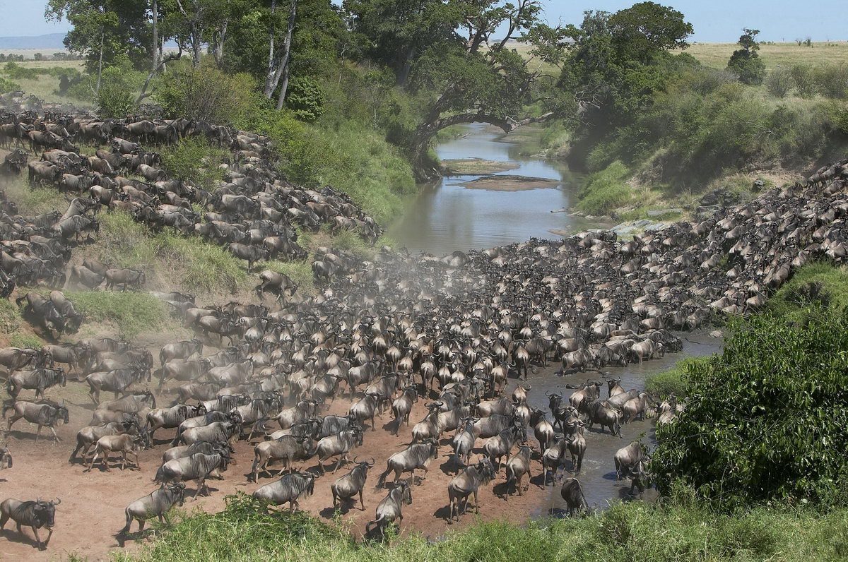 Wildebeest and zebra herds crossing a river during the Great Migration in the Serengeti, Tanzania