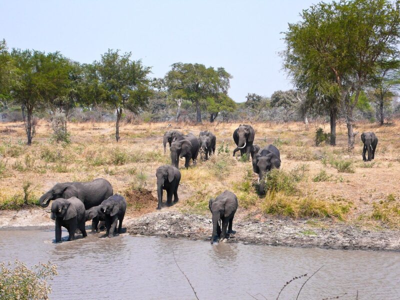 Tanzania Big 5 & Great Migration Safari