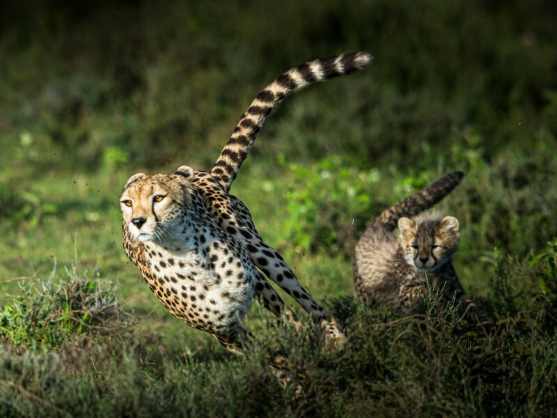 Cheetah