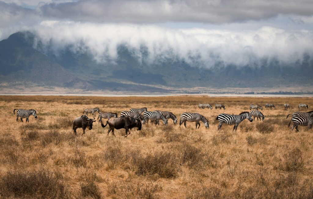 Ngorongoro Crater