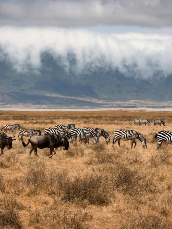 Ngorongoro Crater