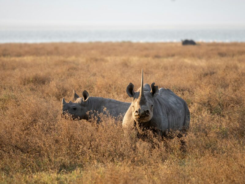 Black Rhinoceros