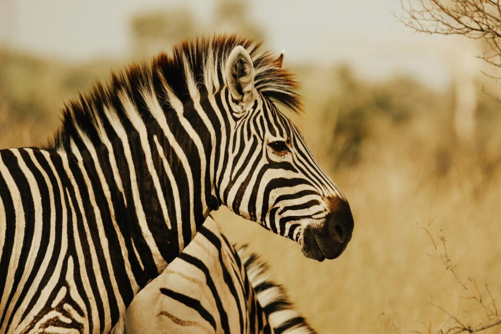 Serengeti National Park