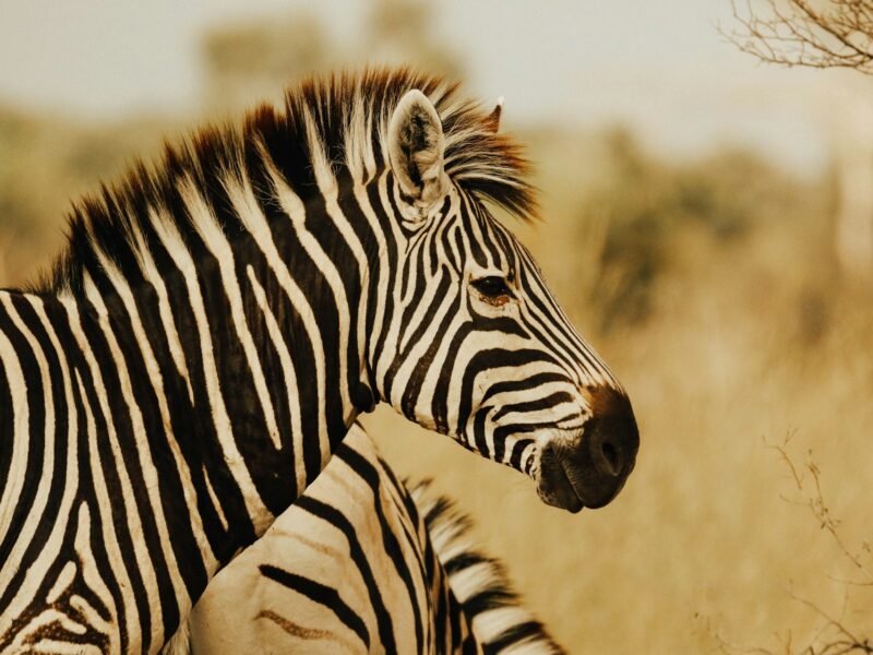  Plains Zebra