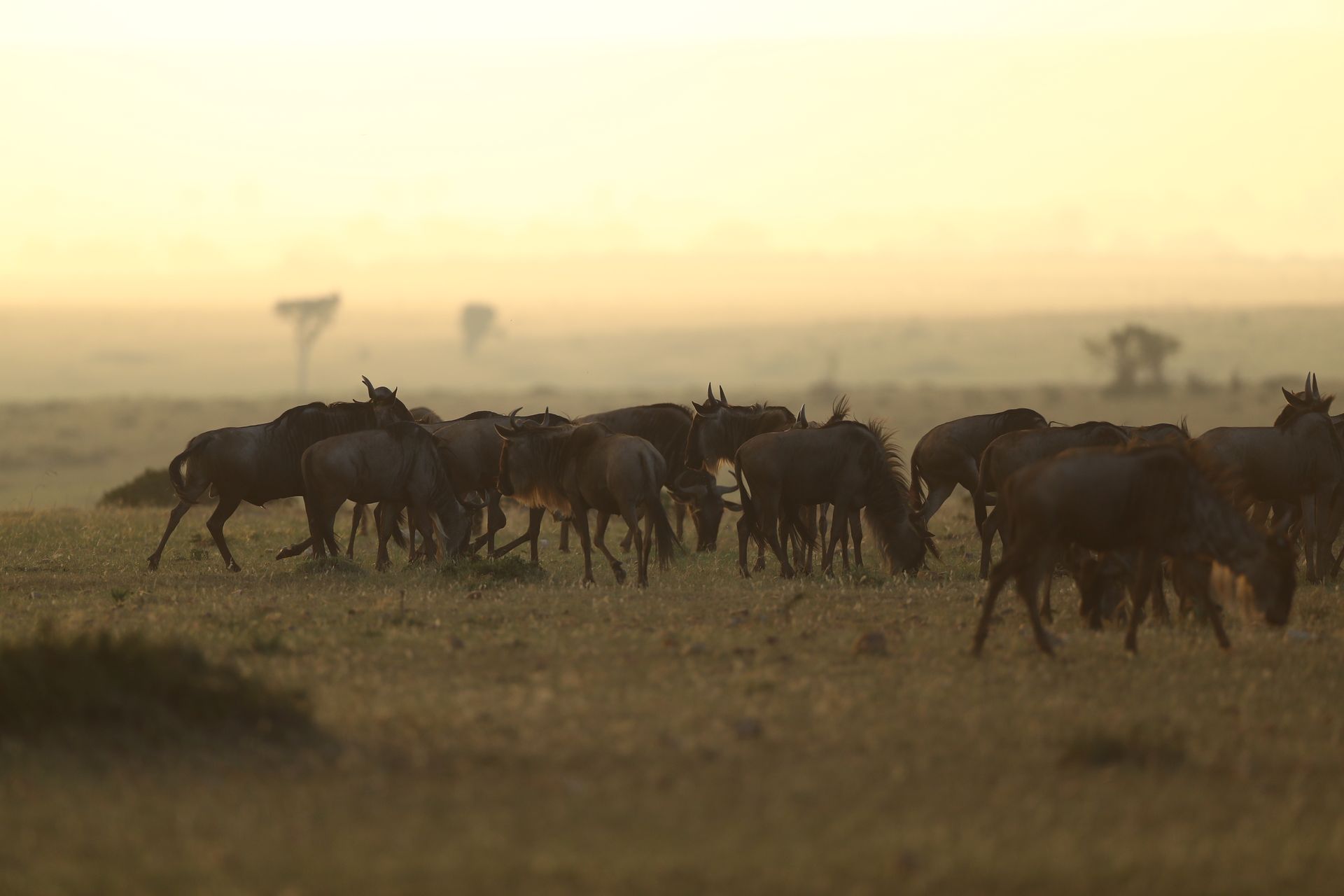 Serengeti National Park — Tanzania destination