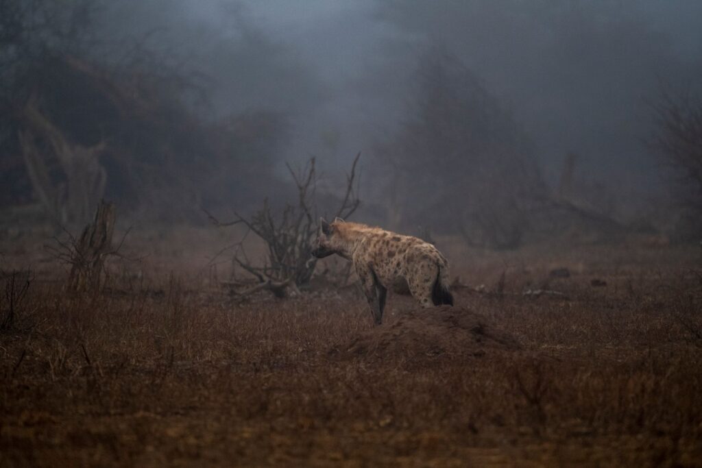 Serengeti National Park