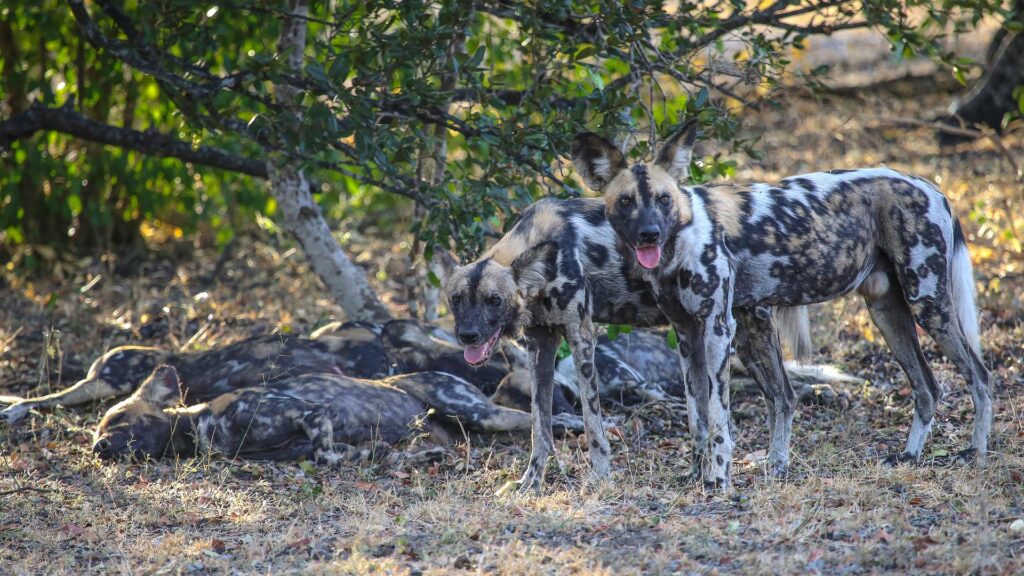 Nyerere National Park