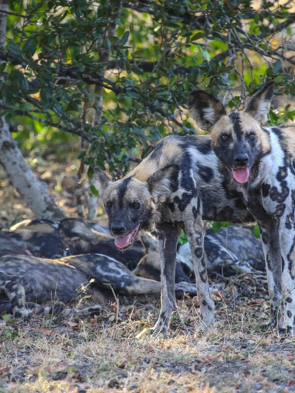 Nyerere National Park