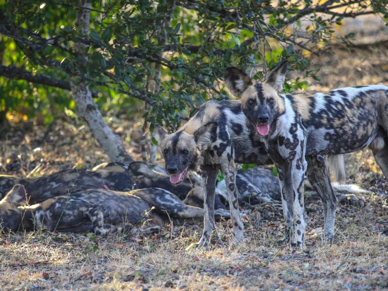 Nyerere National Park