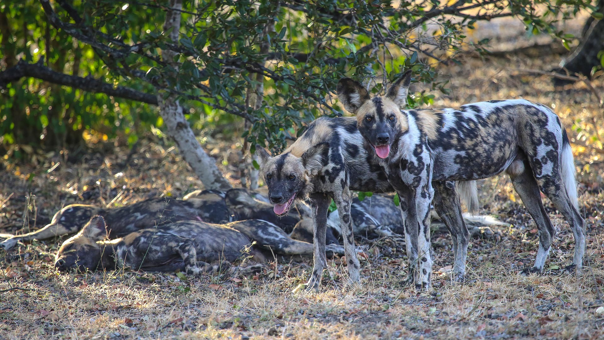 Nyerere National Park — Tanzania destination