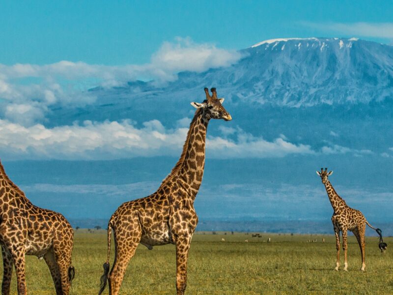 Amboseli National Park