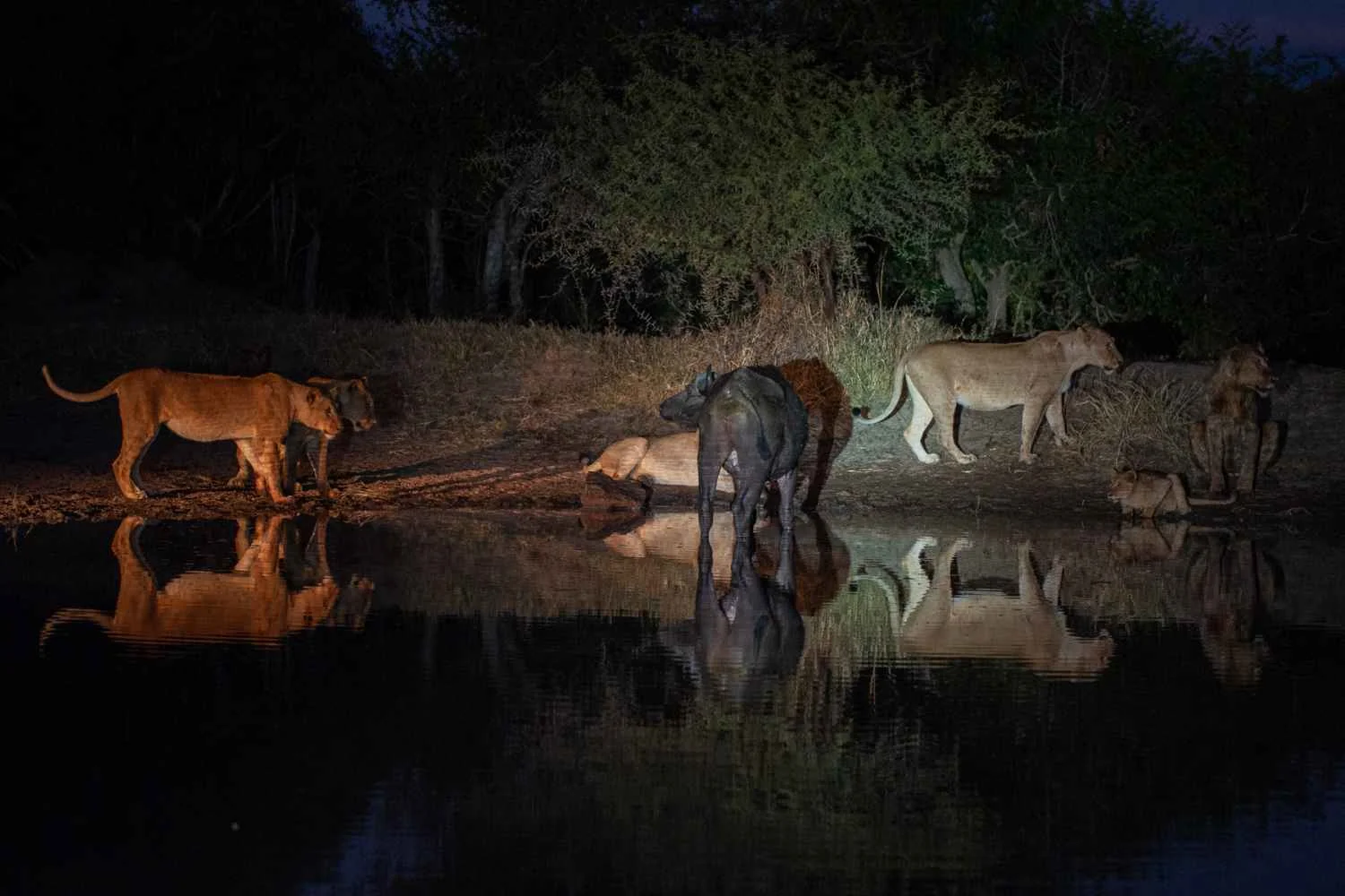 Night Game Drive — Tanzania safari experience